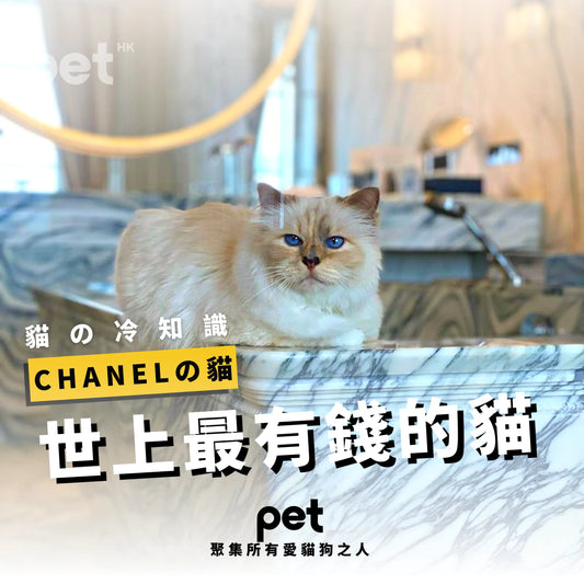 世上最有錢的貓