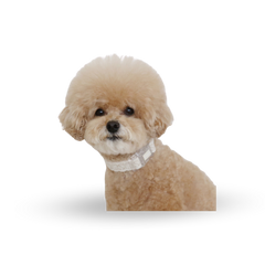 RITOGATO Organic Neck Leash | 寵物花紋頸圈 RITOGATO