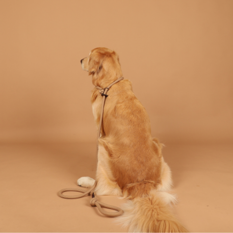 HOZI Slip Leash for dogs - Black / Beige / Orange / Mustard / Navy / Burgundy / Pink HOZI