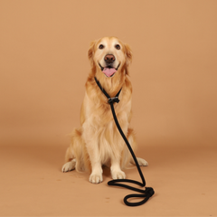 HOZI Slip Leash for dogs - Black / Beige / Orange / Mustard / Navy / Burgundy / Pink HOZI
