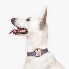 Biothane Collar 粉晶水晶項圈 - Lilac Haze(Rose Quartz) MERCI
