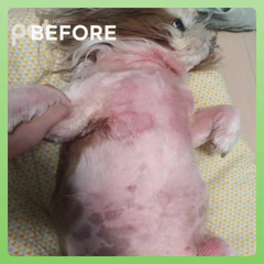 Before treatment image of a dog with irritated, red, and patchy skin showing symptoms suitable for Doocamedi Cellcare Mist repair spray