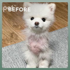 Doocamedi Cellcare Shampoo 幹細胞多合一沖涼洗毛液 DOOCAMEDI