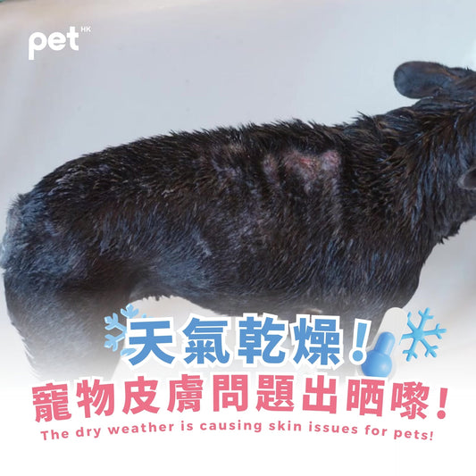 The Dry Weather is Causing Skin Issues for Pets!