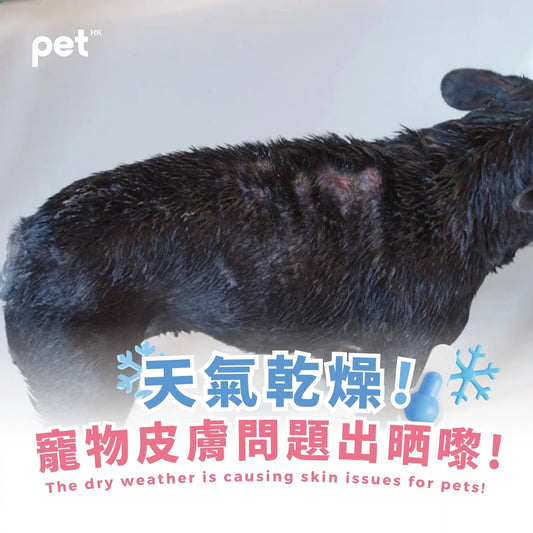 The Dry Weather is Causing Skin Issues for Pets! PET
