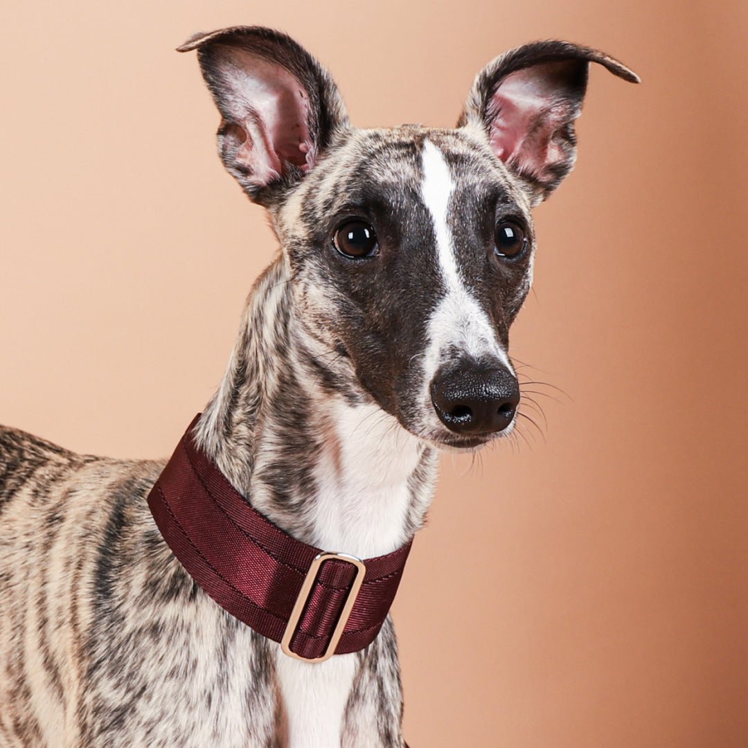 HOZI Collar Wide Martingales - PET
