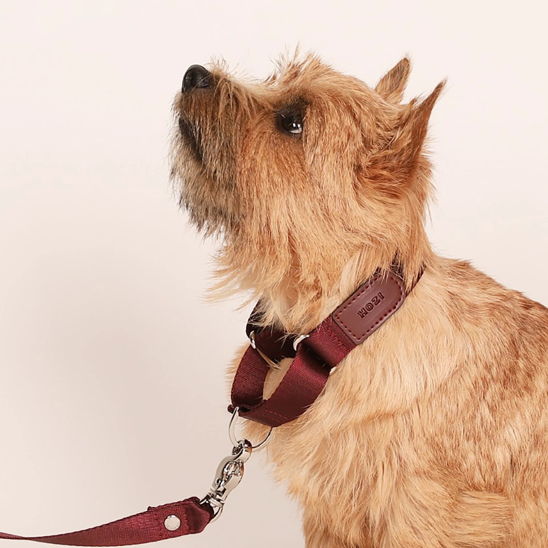 HOZI Collar Martingale PET