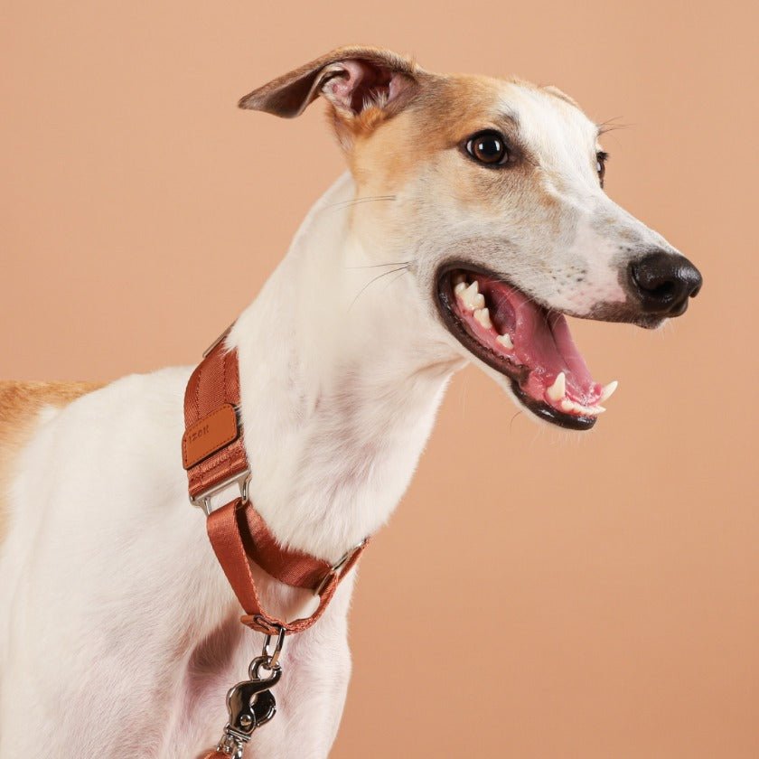 HOZI Collar Wide Martingales - PET