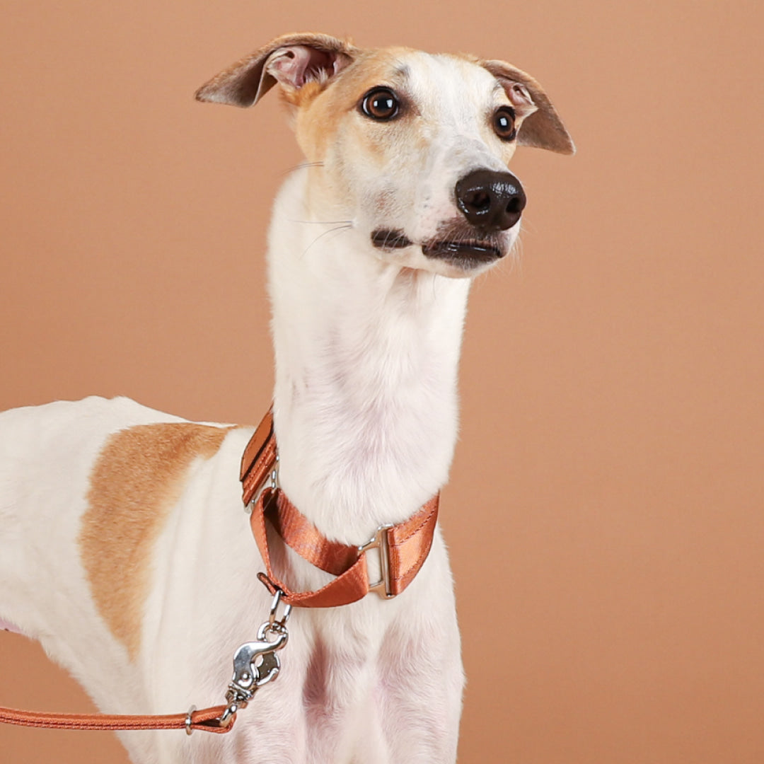 HOZI Collar Wide Martingales PET