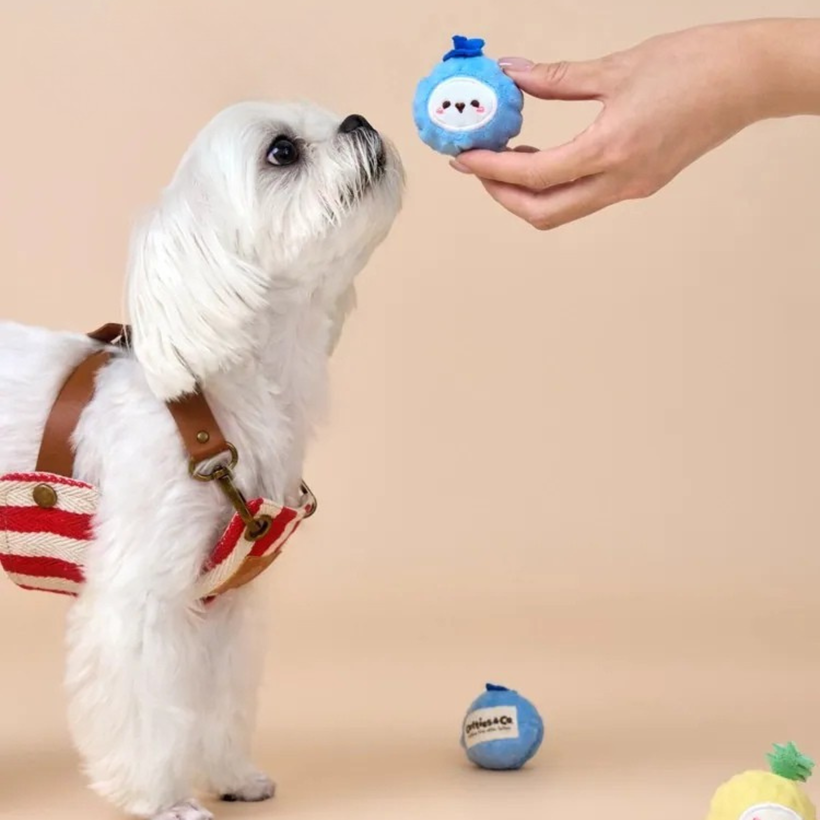 Bichon Frise Cotties Fruit Party toys