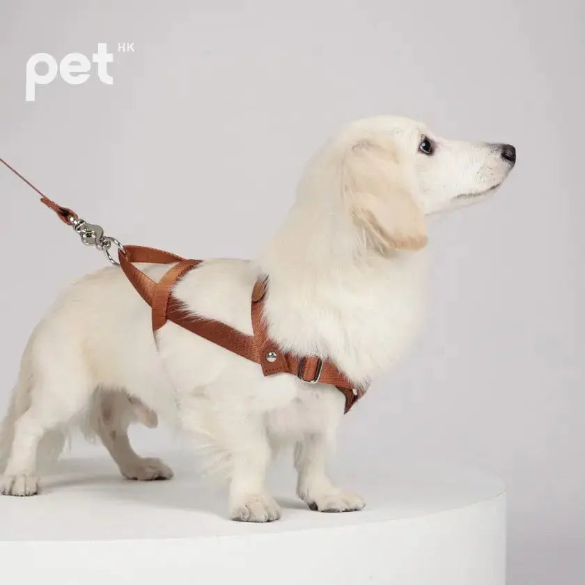 Bridle Harness - Black / Beige / Camel / Burgundy HOZI