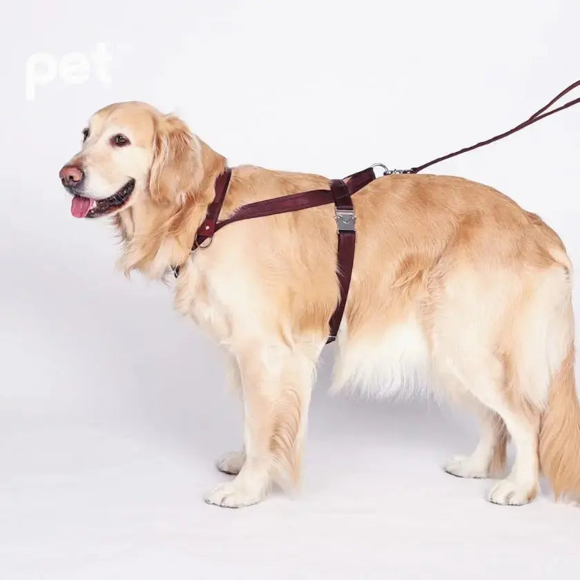 Bridle Harness - Black / Beige / Camel / Burgundy HOZI