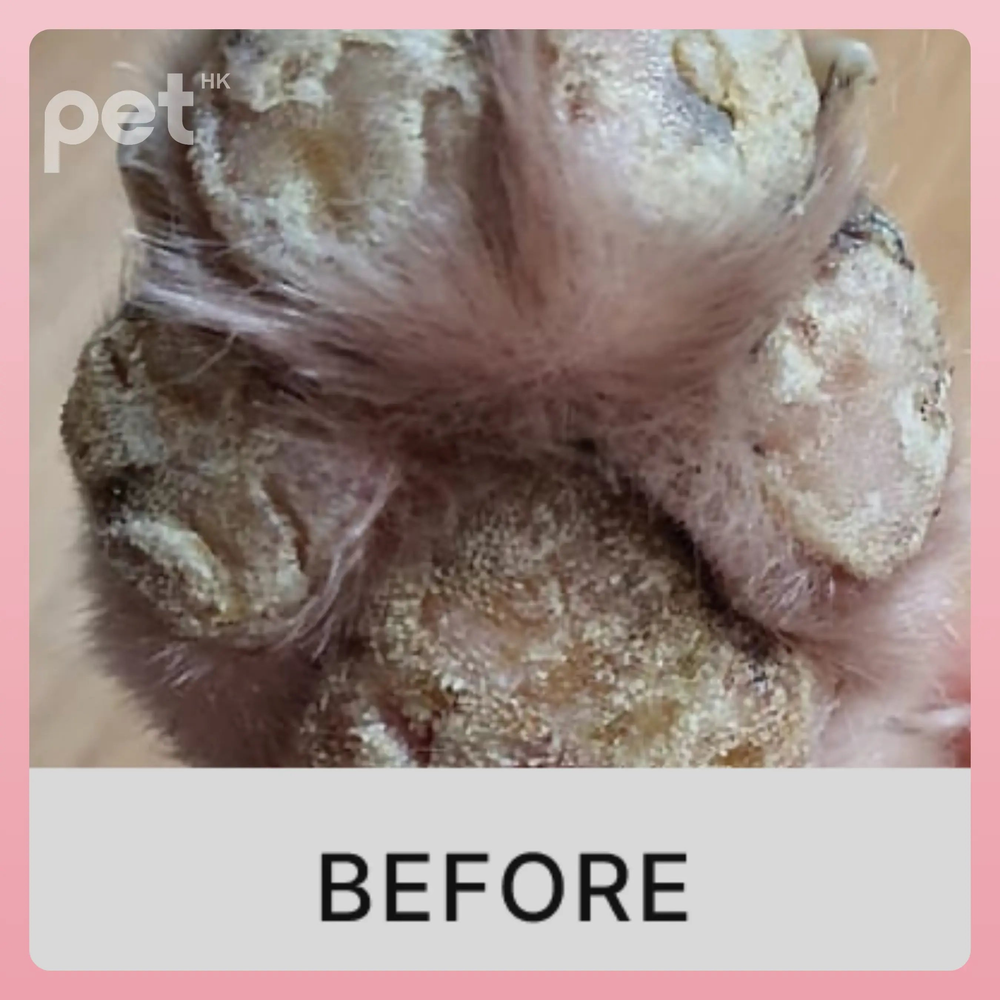 Close-up of a pet's dry, cracked paw pad before using Doocamedi Cellcare Cream for deep moisturizing and repair