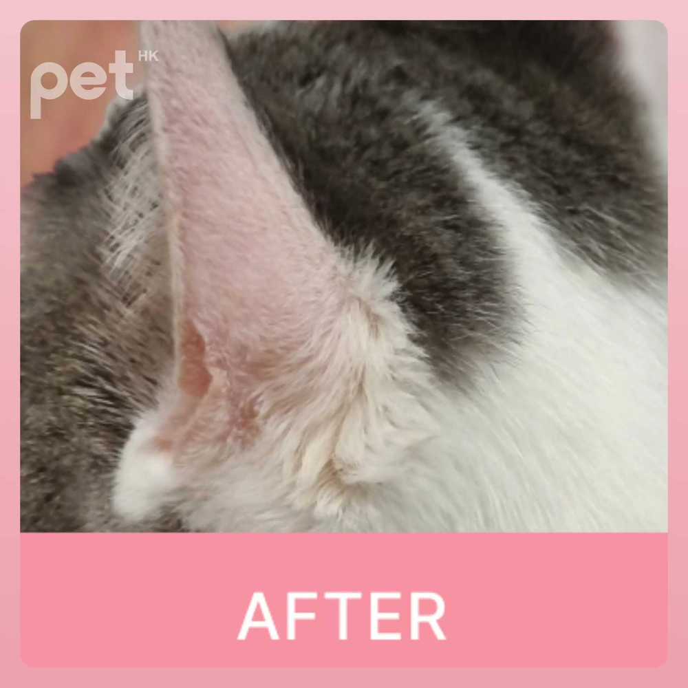 Close-up of a cat's ear and fur after using Doocamedi Cellcare Cream for pet skin care and hydration