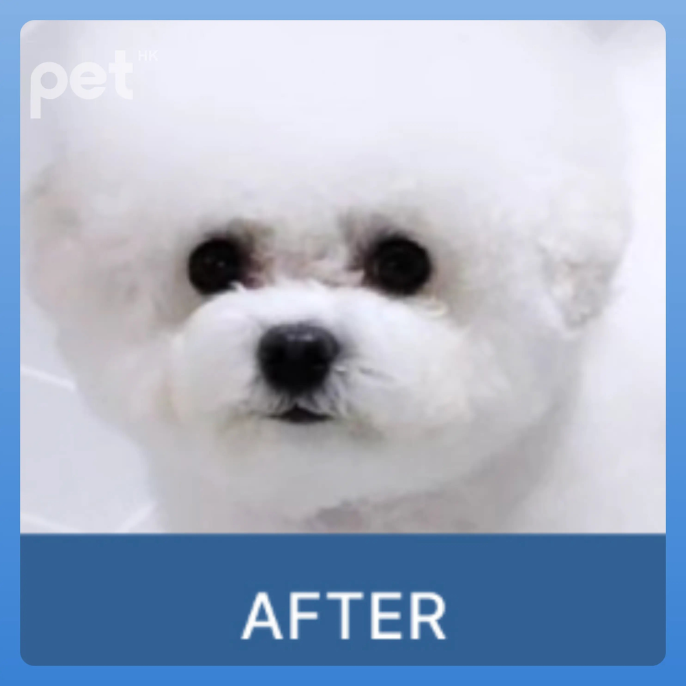 Doocamedi Cellcare Eyecle: Premium Stem Cell Eye Care Solution for Pets DOOCAMEDI