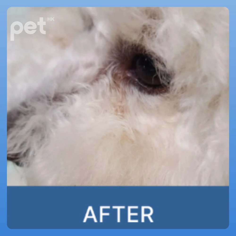 Doocamedi Cellcare Eyecle: Premium Stem Cell Eye Care Solution for Pets DOOCAMEDI