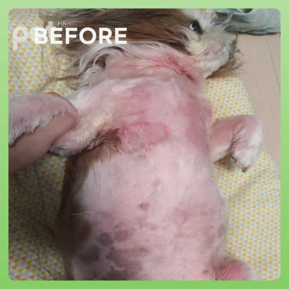 Before treatment image of a dog with irritated, red, and patchy skin showing symptoms suitable for Doocamedi Cellcare Mist repair spray
