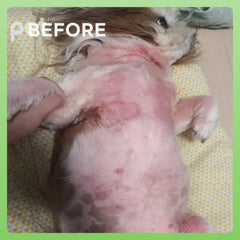 Doocamedi Cellcare Mist Stem Cell All-in-One Repair Spray - Deep Hydration and Coat Restoration DOOCAMEDI