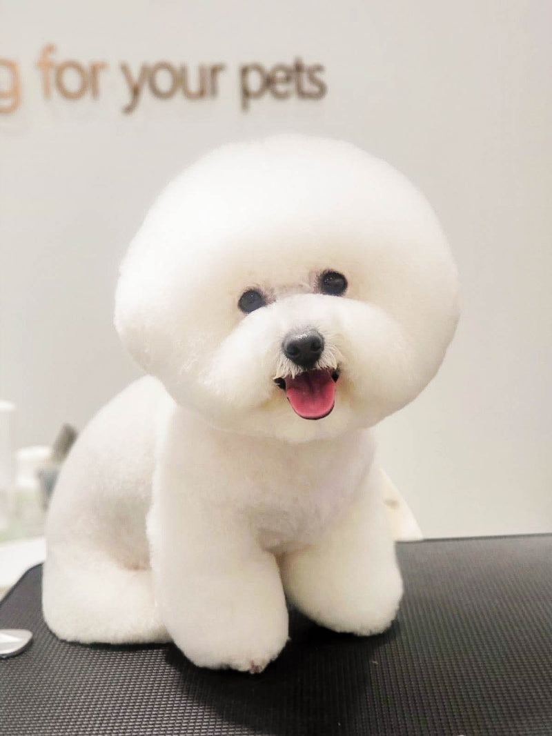 fallback text for an image