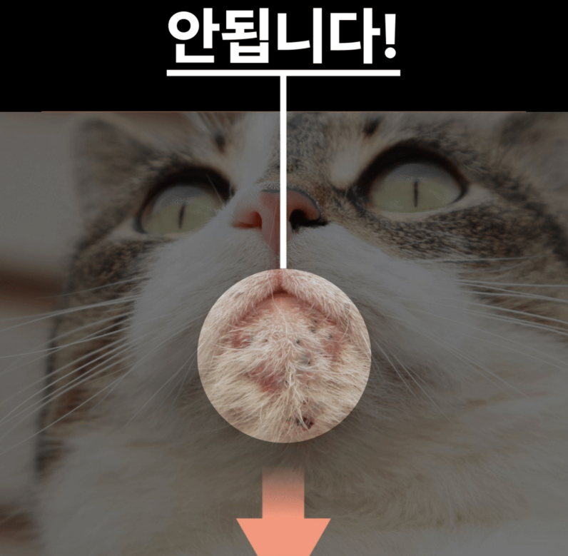 Stem Cell Christmas Package Set for Cats 貓咪必用 幹細胞聖誕精選套裝