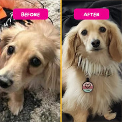 PetEyez™ Eye Care Powder (Tear Stain Remover) - Chicken Flavor