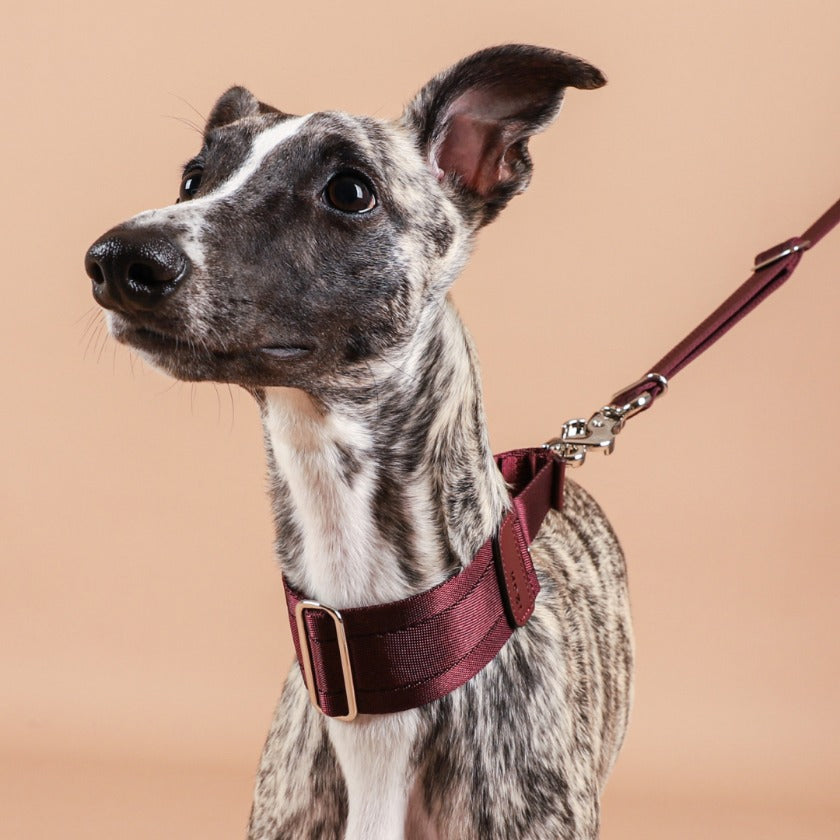 HOZI Collar Wide Martingales PET