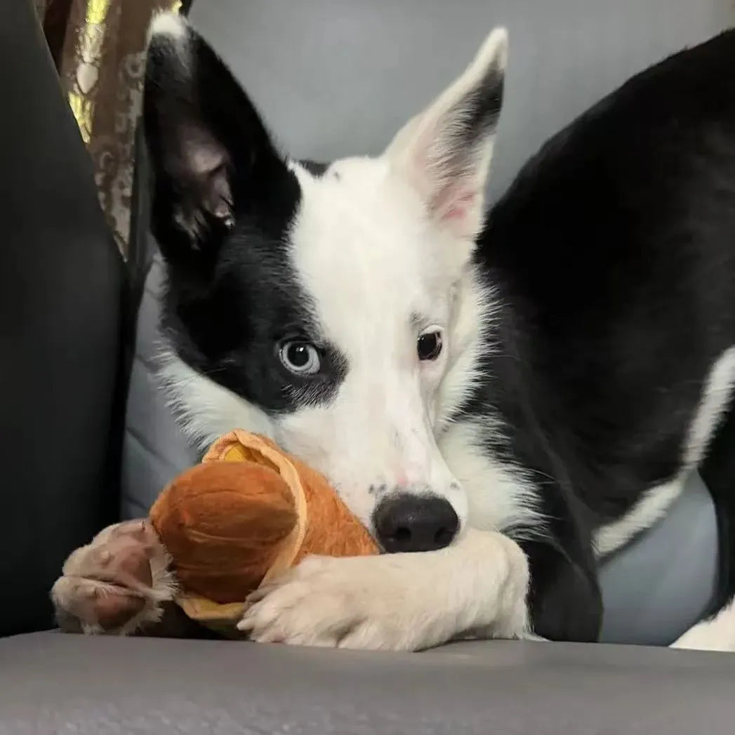 PP Lab - Croissant + Paper Bag Combo | 牛角包連紙袋藏食玩具 Bite Me